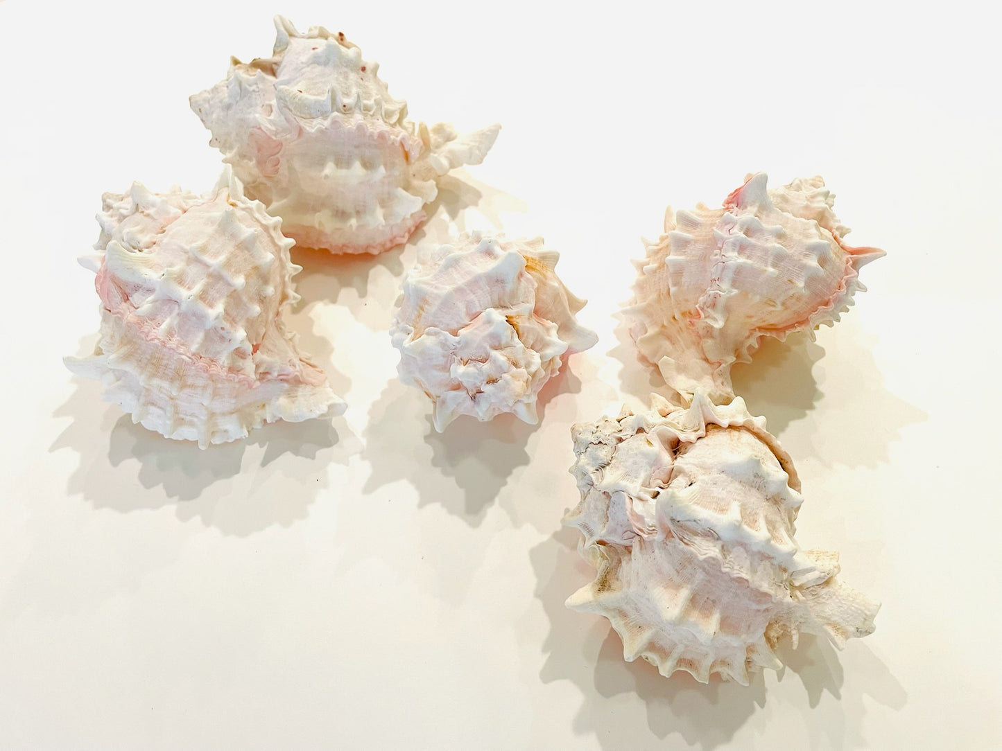 Nautical White Seashells Table Decor