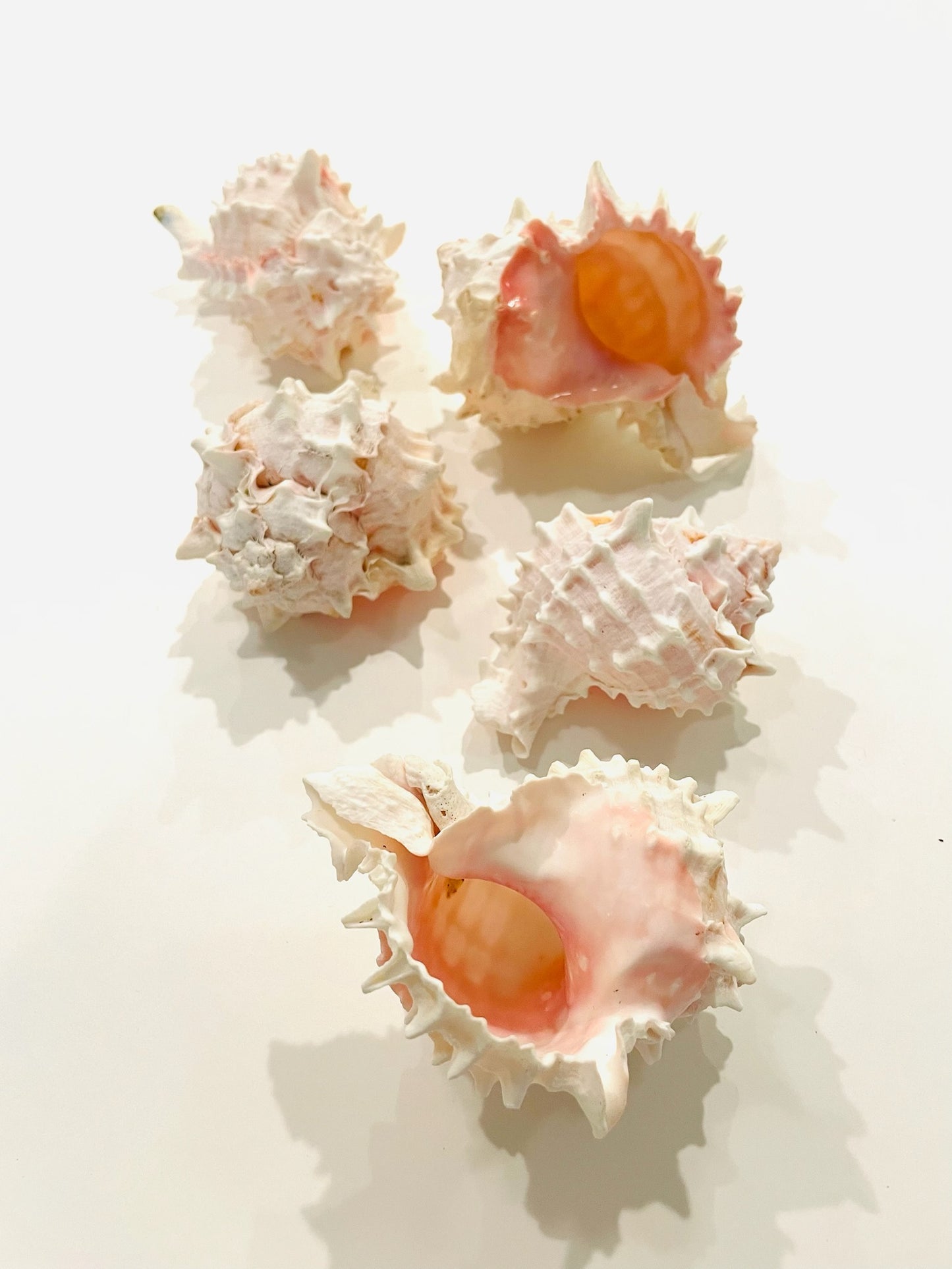 Nautical White Seashells Table Decor