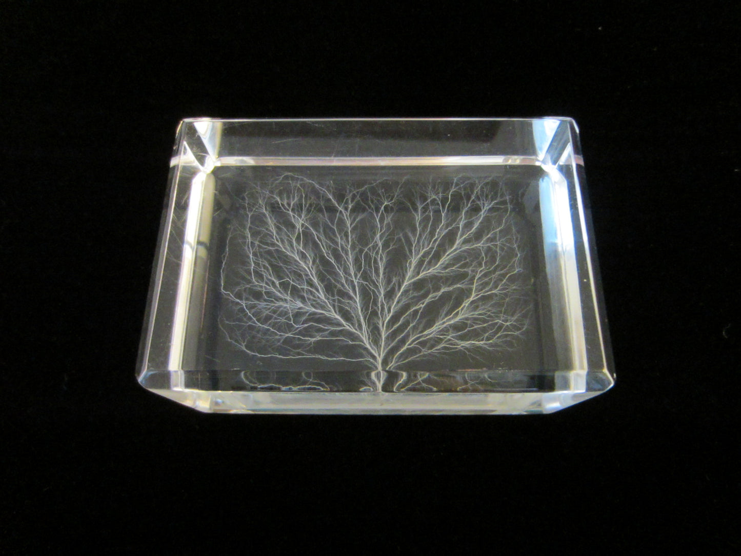 White Tree Encased Art Deco Acrylic Lucite Plaque