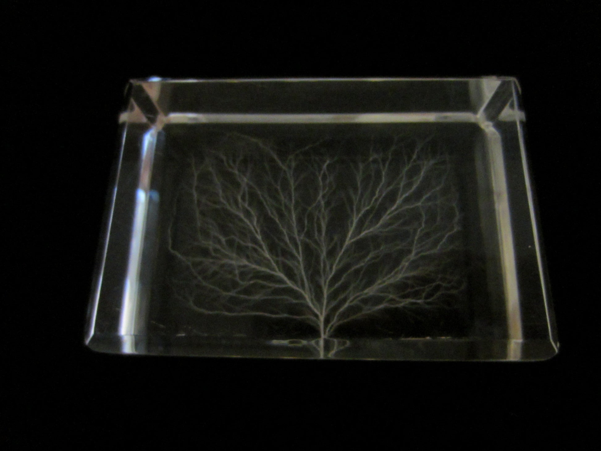 White Tree Encased Art Deco Lucite Paperweight - Designer Unique Finds 