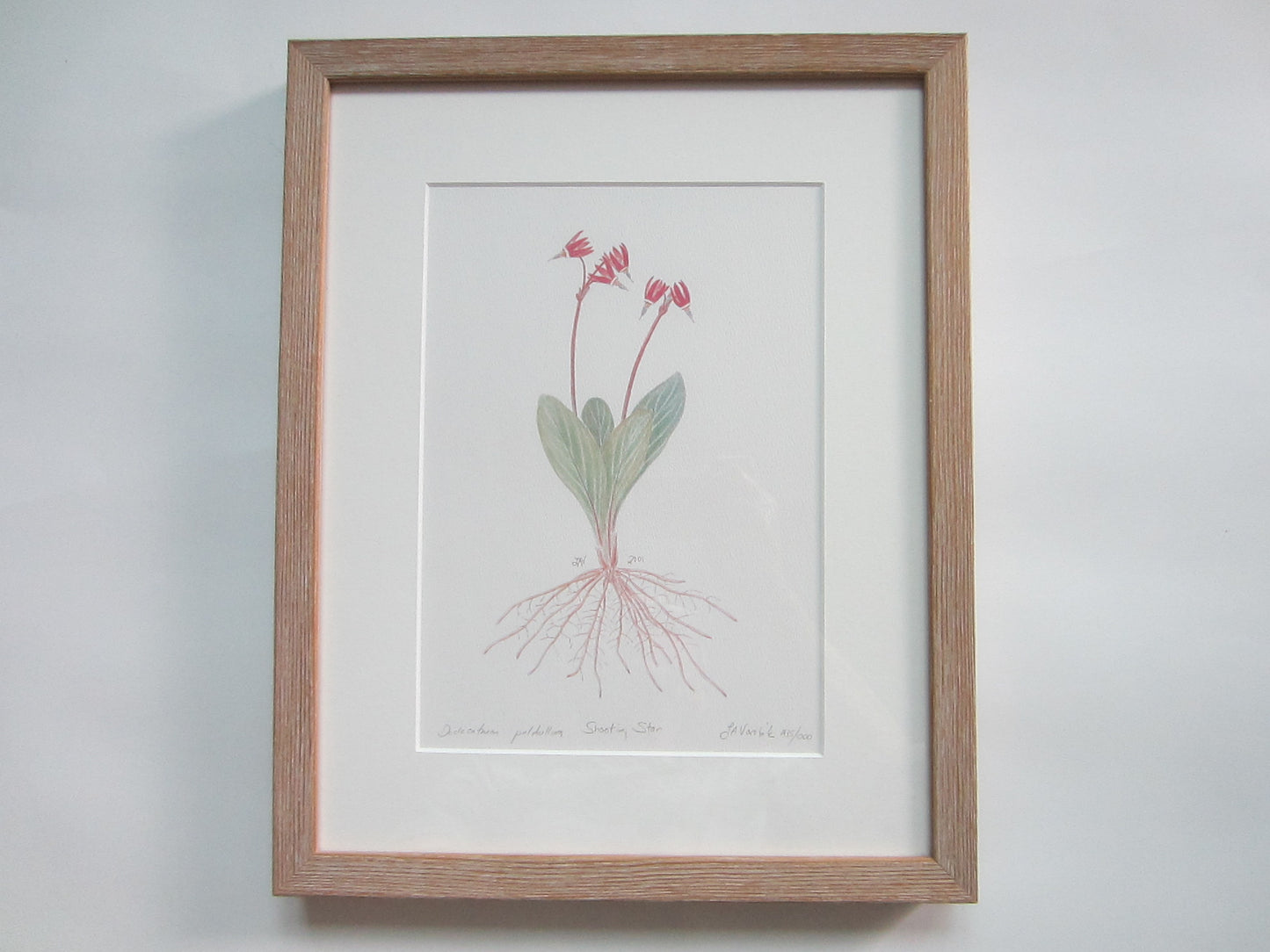 Botanical Illustration The Shooting Star Decorative Art