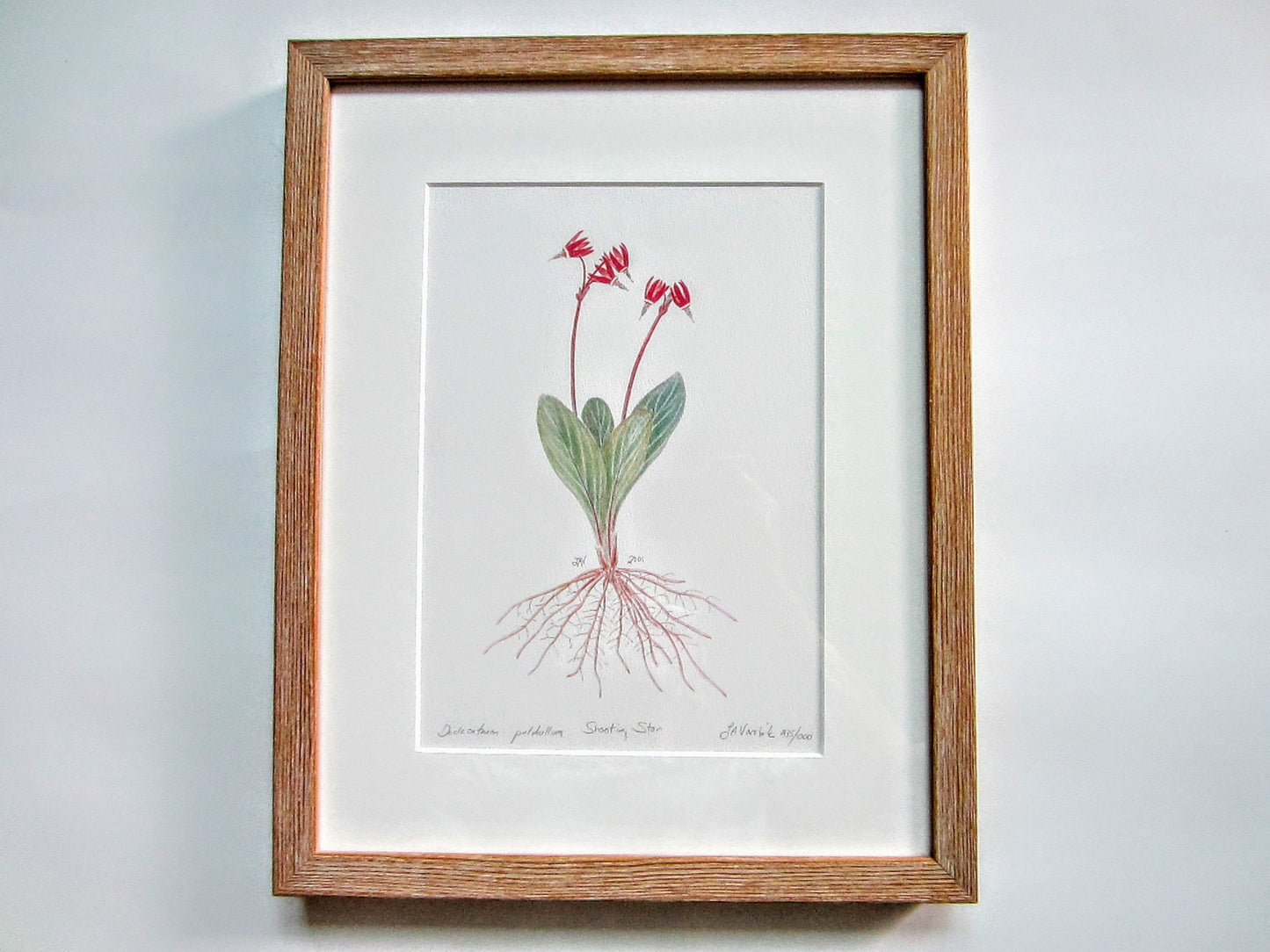 Botanical Illustration The Shooting Star