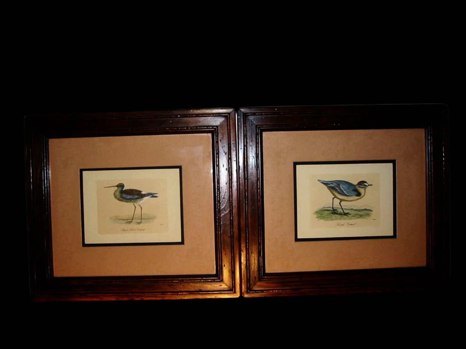 Birds Lithographs Hand Colored Black Tailed Codwit  Kentish Dottrel - Designer Unique Finds 