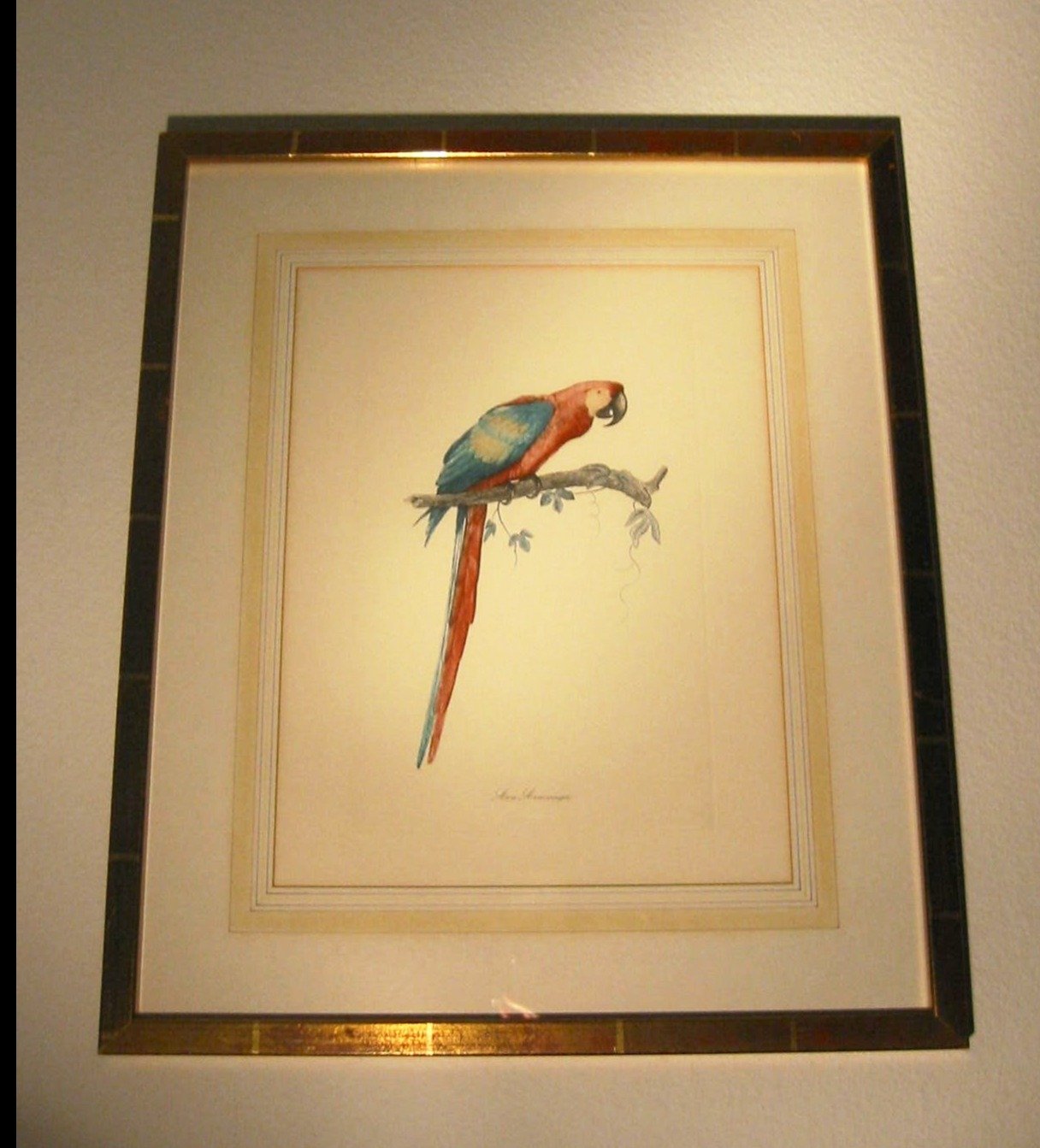 Ara Aracanga Cuban Bird Lithograph Botanical Art - Designer Unique Finds 
 - 4