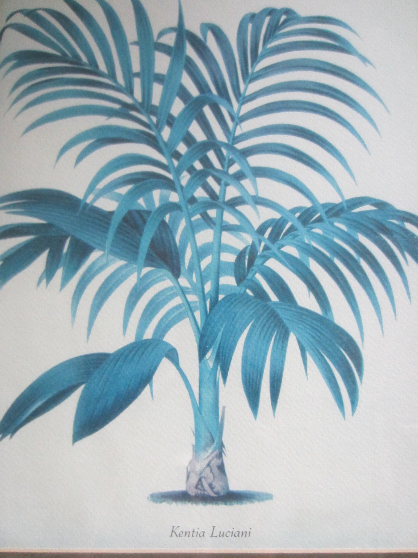 Blue Ferns Botanical Contemporary Framed Illustrations