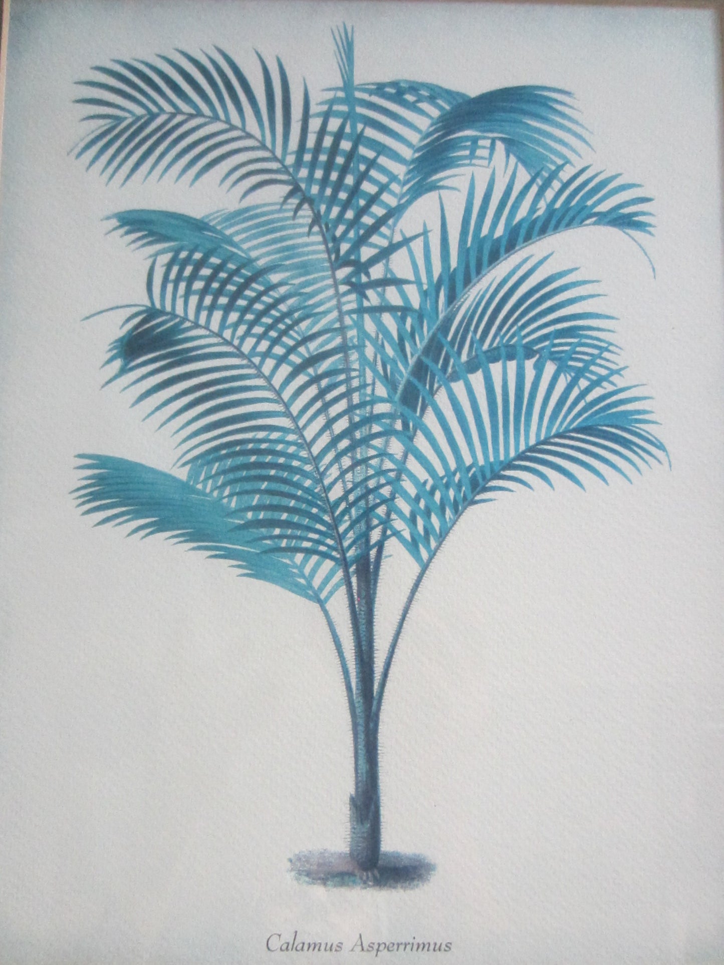 Blue Ferns Botanical Contemporary Framed Illustrations