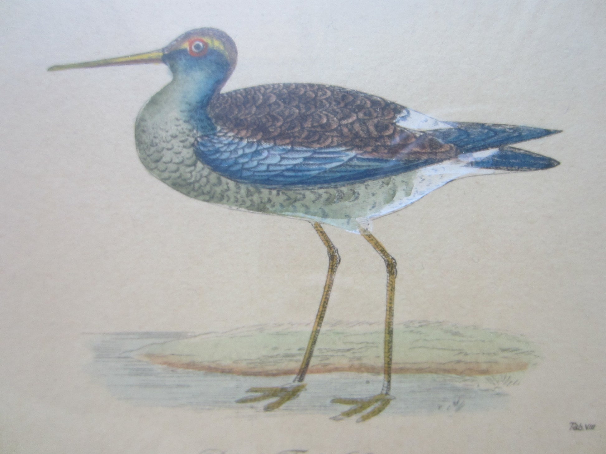 Birds Lithographs Hand Colored Black Tailed Codwit  Kentish Dottrel - Designer Unique Finds 