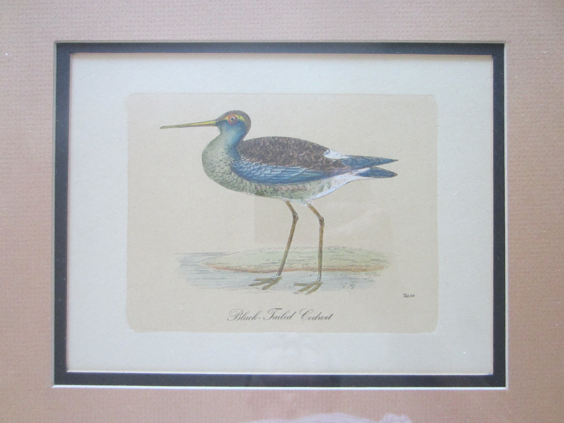 Birds Lithographs Hand Colored Black Tailed Codwit  Kentish Dottrel - Designer Unique Finds 