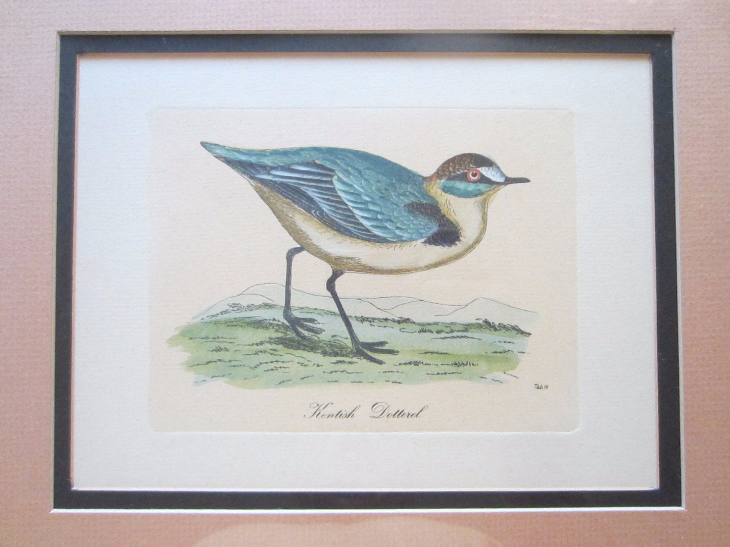 Birds Lithographs Hand Colored Black Tailed Codwit  Kentish Dottrel - Designer Unique Finds 