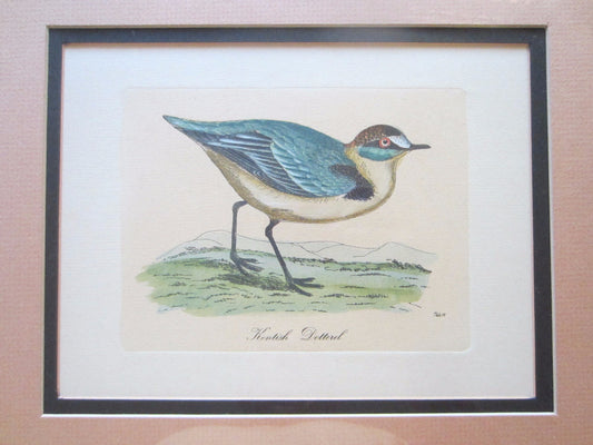 Birds Lithographs Hand Colored Black Tailed Codwit  Kentish Dottrel - Designer Unique Finds 