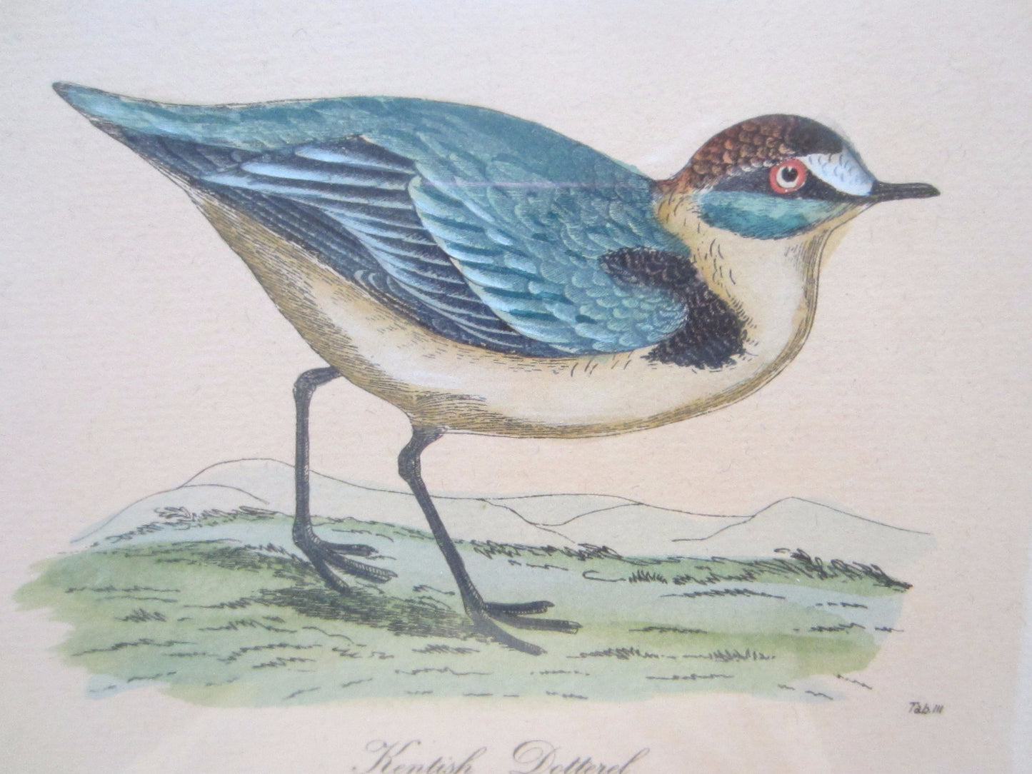 Birds Lithographs Hand Colored Black Tailed Codwit  Kentish Dottrel - Designer Unique Finds 