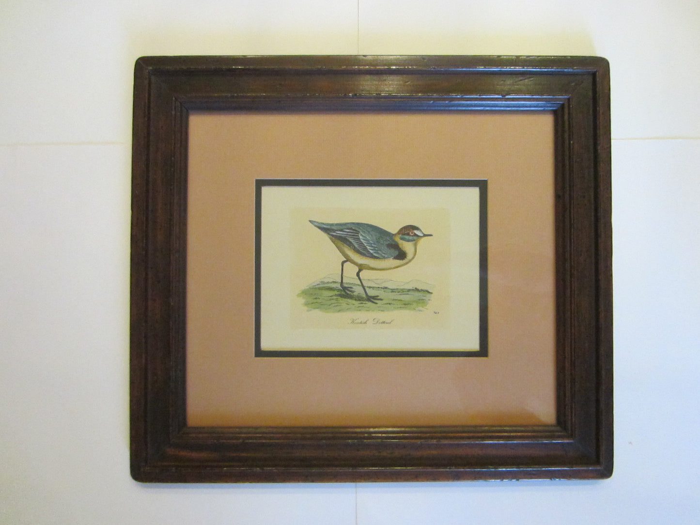 Birds Lithographs Hand Colored Black Tailed Codwit  Kentish Dottrel - Designer Unique Finds 