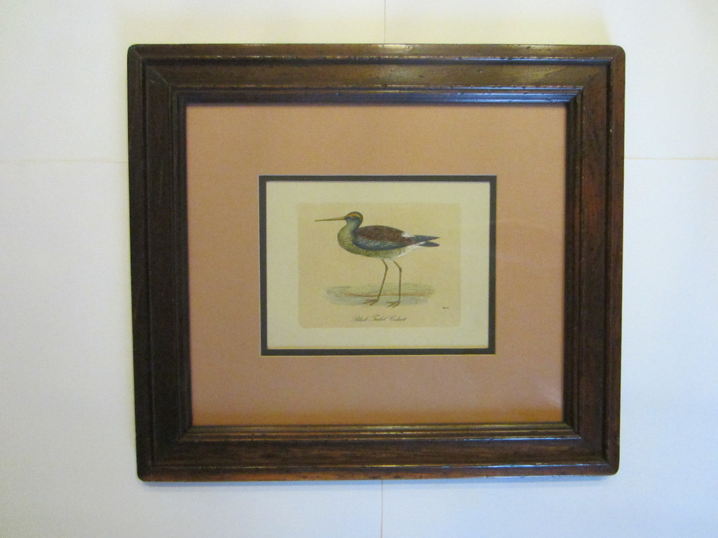 Birds Lithographs Hand Colored Black Tailed Codwit  Kentish Dottrel - Designer Unique Finds 