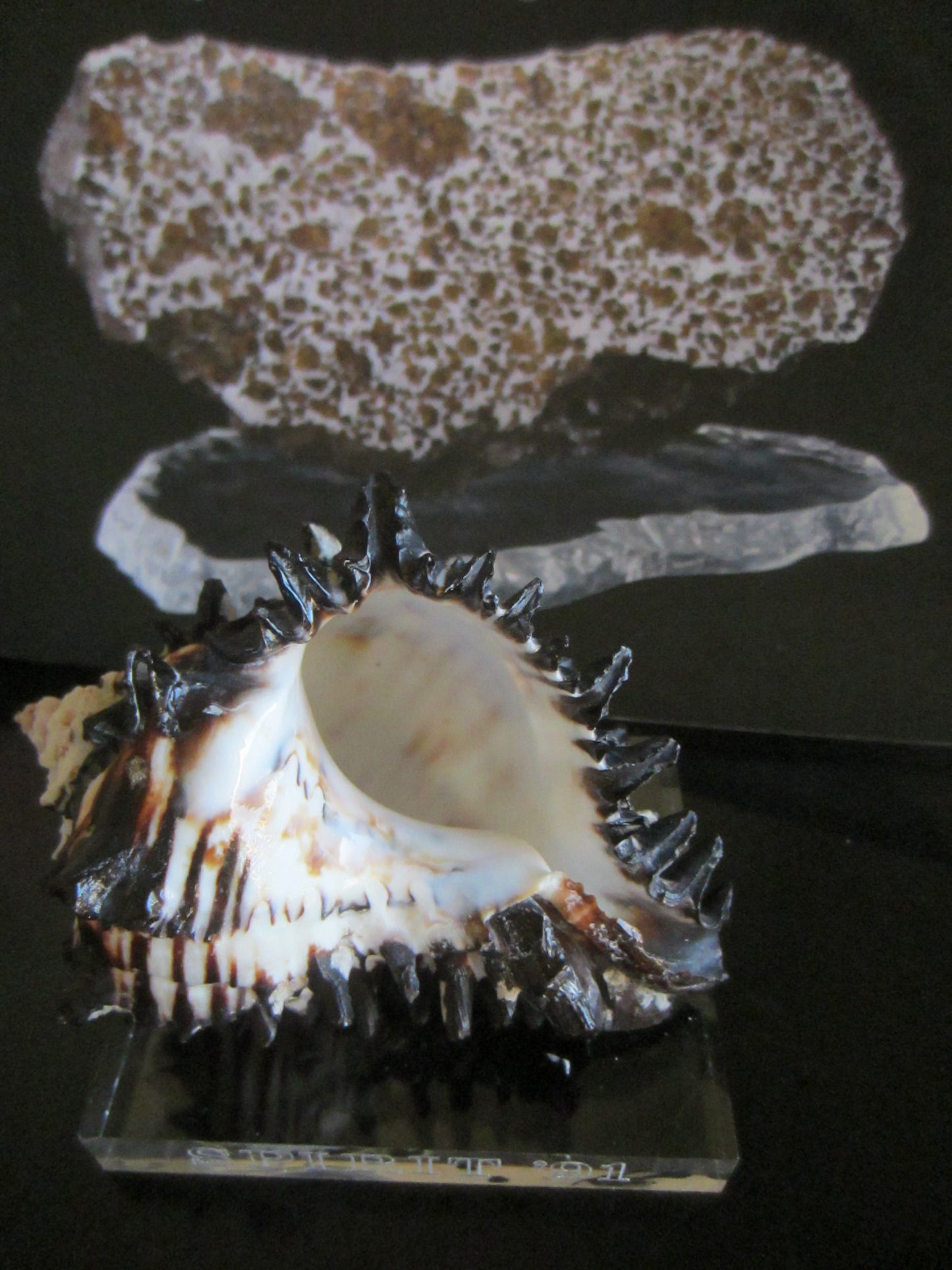 Seashell  Lucite Stand Nautical Paperweight Spirit 91 - Designer Unique Finds 